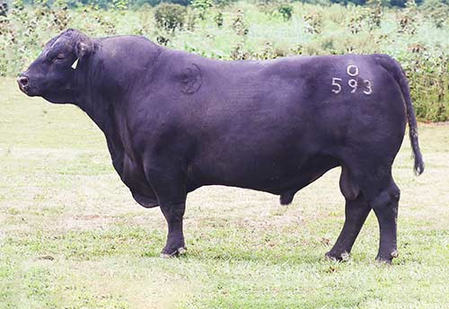 PieceHill✳︎ S-Pure-Power.jpg