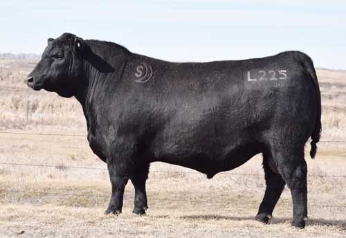 ブラック bull様 人気モデル再入荷 BLACK BULL（ブラックブル） Mサイズが再入荷いたし