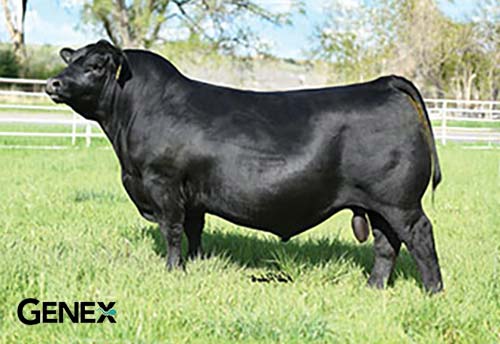 PieceHill✳︎ Have a question about Ivy Hill Tile Pacif White Pebbles