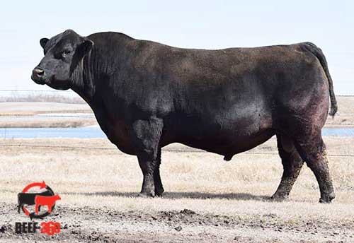 PieceHill✳︎ S-Pure-Power.jpg