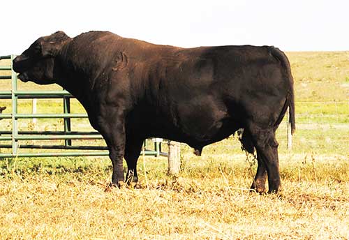 Spickler Owned Herd Sires | Spickler Ranch North | Glenfield, ND